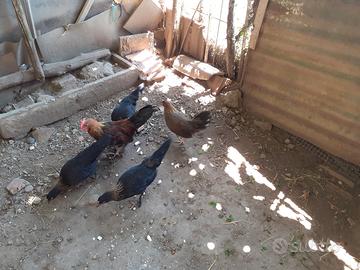 Galline americanelle