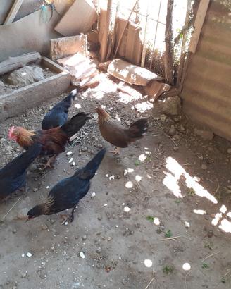 Galline americanelle