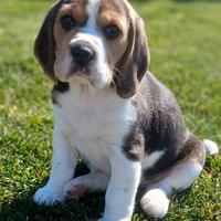 Cuccioli Beagle bigol bigool