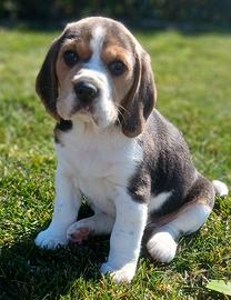 Cuccioli Beagle bigol bigool