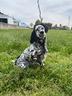 setter-inglese