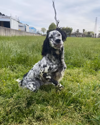 Setter Inglese