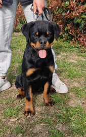 Cuccioli rottweiler alta genealogia