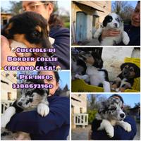 Cuccioli di Border collie