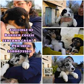 Cuccioli di Border collie