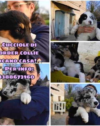 Cuccioli di Border collie