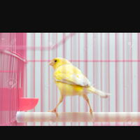 Canarino giallo che canta con gabbia