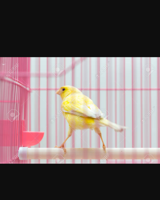 Canarino giallo che canta con gabbia