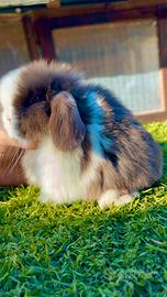 Conigli nani Minilop