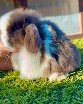 Conigli nani Minilop