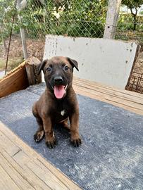 Cucciola Malinois