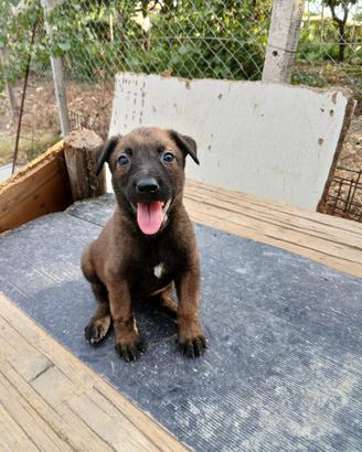 Cucciola Malinois