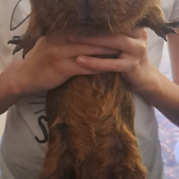 Cavia us teddy