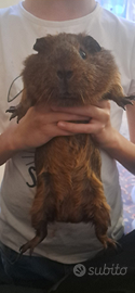 Cavia us teddy
