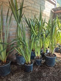 Piante Phormium tenax (lino della nuova Zelanda)