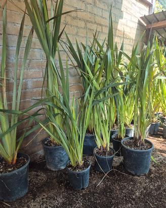 Piante Phormium tenax (lino della nuova Zelanda)