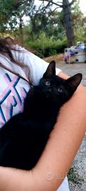 Gattini