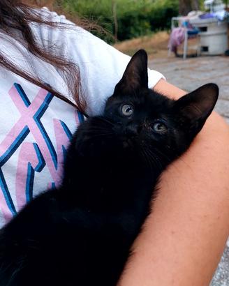 Gattini
