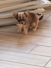 Cucciolo di chihuahua