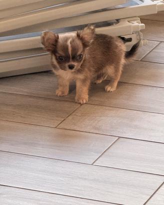 Cucciolo di chihuahua