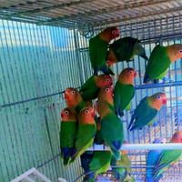 Inseparabili fischer verdi