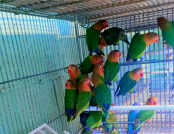 Inseparabili fischer verdi