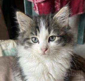 Gattini mix siberiano