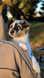 Cucciolo Australian shepherd femmina