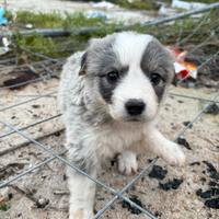 Alaskan malamute e husky