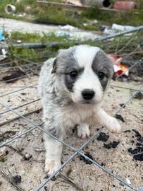 Alaskan malamute e husky