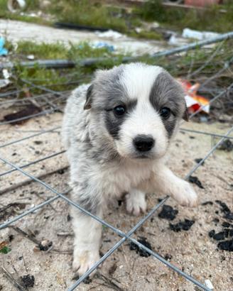 Alaskan malamute e husky