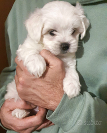 Maltese cucciolo Maltesino toy