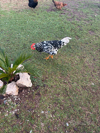 Galli Ancona di 8 mesi