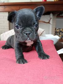bulldog francese 