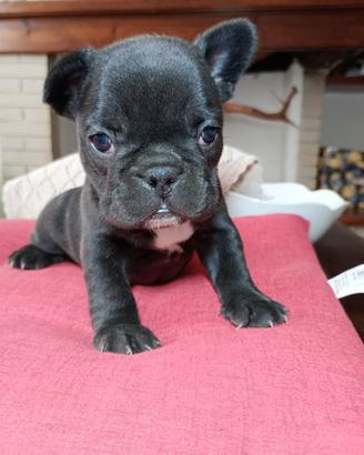bulldog francese 