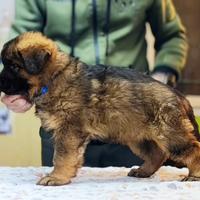 Cucciolo pastore tedesco grigio a pelo lungo