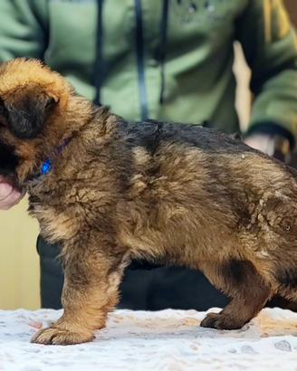 Cucciolo pastore tedesco grigio a pelo lungo