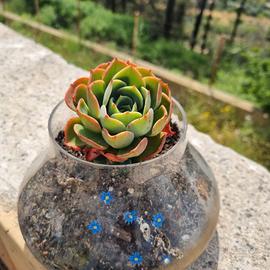 Succulenza