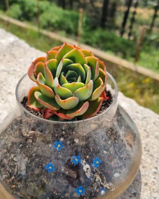 Succulenza