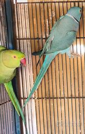 Coppia parrocchetti dal collare