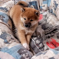 Shiba con PEDIGREE