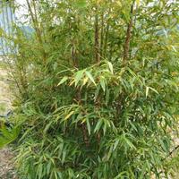 Pianta Bambù Gigante MADAKE Phyllostachys bambusoi