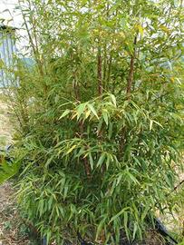 Pianta Bambù Gigante MADAKE Phyllostachys bambusoi