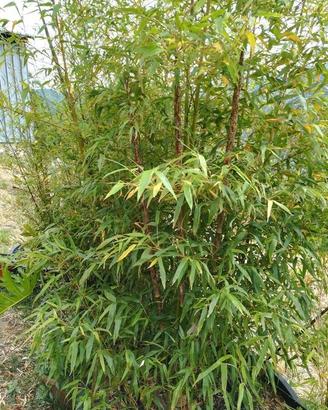 Pianta Bambù Gigante MADAKE Phyllostachys bambusoi