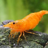 Neocaridina orange sakura