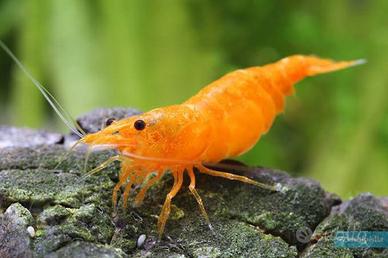 Neocaridina orange sakura