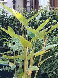 Palustre THALIA DEALBATA