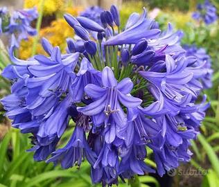 Rizomi di agapanthus