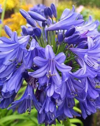 Rizomi di agapanthus