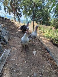 Galline